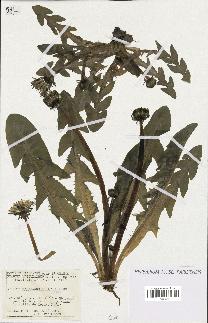 spécimen de Taraxacum ancistrolobum