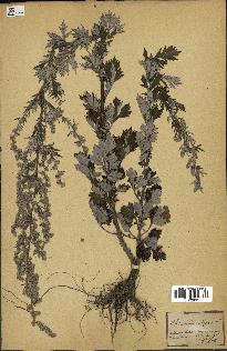 spécimen de Artemisia vulgaris