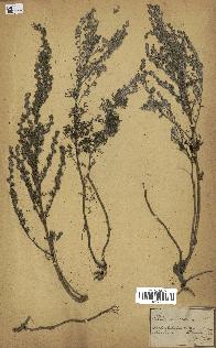 spécimen de Artemisia maritima