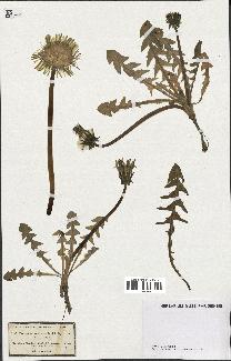 spécimen de Taraxacum maculatum