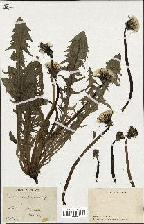 spécimen de Taraxacum officinale