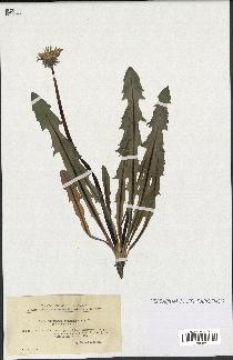 spécimen de Taraxacum praestans