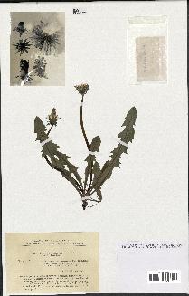 spécimen de Taraxacum praestans