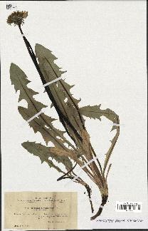 spécimen de Taraxacum praestans