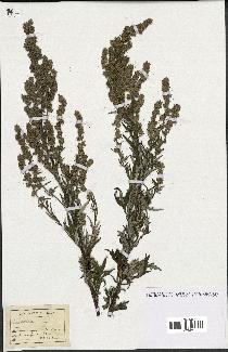 spécimen de Artemisia sp.