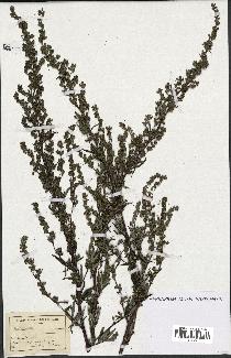 spécimen de Artemisia sp.