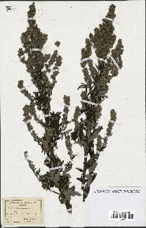 spécimen de Artemisia sp.