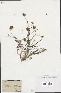 spécimen de Catananche arenaria