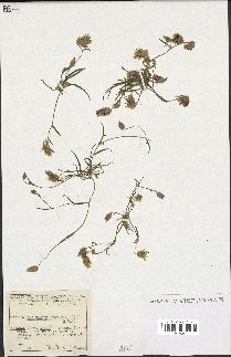 spécimen de Catananche arenaria