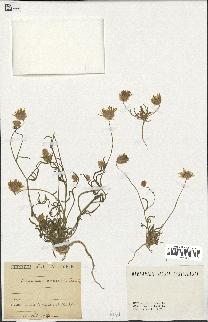 spécimen de Catananche arenaria