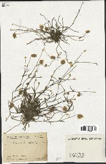 spécimen de Catananche arenaria