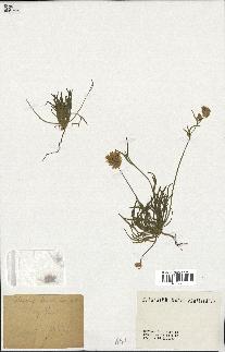 spécimen de Catananche arenaria