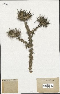 spécimen de Scolymus maculatus
