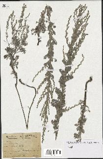 spécimen de Artemisia gallica