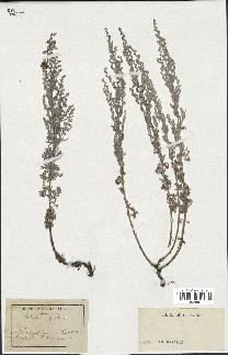 spécimen de Artemisia gallica