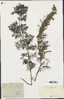 spécimen de Artemisia paniculata