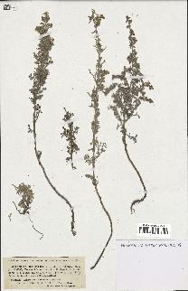spécimen de Artemisia maritima