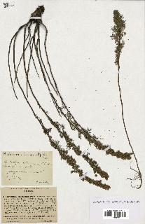 spécimen de Artemisia chamaemelifolia