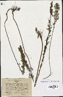 spécimen de Artemisia chamaemelifolia