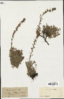 spécimen de Artemisia spicata