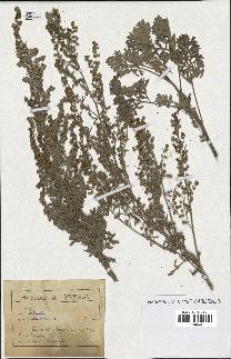 spécimen de Artemisia absinthium