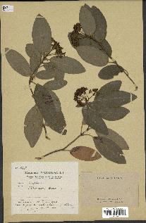 spécimen de Viburnum tinus