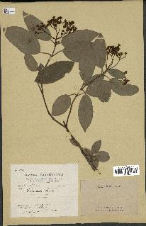 spécimen de Viburnum tinus