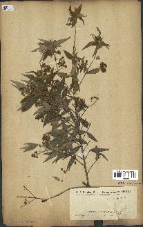 spécimen de Myrcia splendens