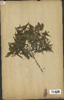 spécimen de Myrcia splendens