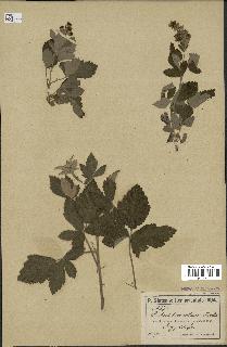spécimen de Rubus tomentosus