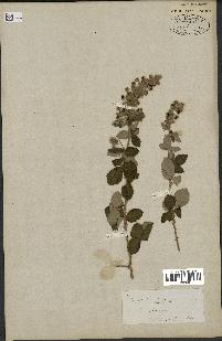 spécimen de Rubus tomentosus