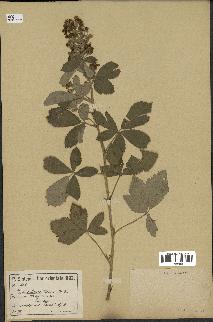 spécimen de Rubus tomentosus