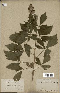spécimen de Rubus tomentosus