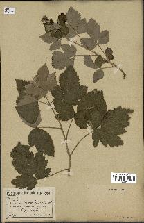 spécimen de Rubus tomentosus