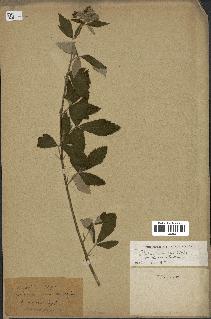spécimen de Rubus tomentosus