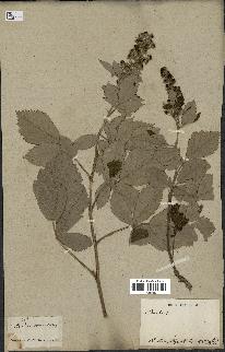 spécimen de Rubus tomentosus