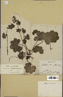 spécimen de Alchemilla filicaulis