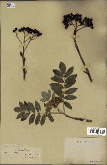 spécimen de Sorbus americana