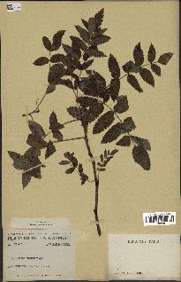 spécimen de Sorbus americana