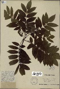 spécimen de Sorbus americana