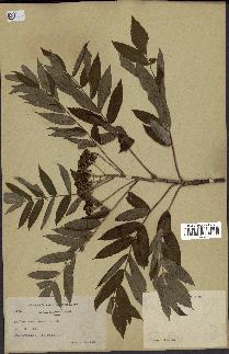 spécimen de Sorbus americana