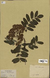 spécimen de Sorbus americana