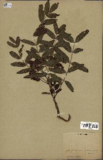spécimen de Sorbus americana