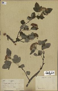 spécimen de Physocarpus opulifolius