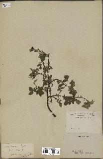 spécimen de Rosa dumosa