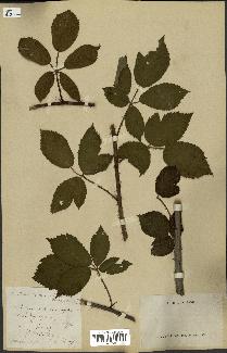 spécimen de Rubus septorum