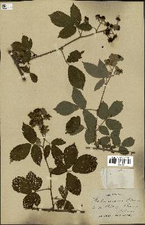 spécimen de Rubus septorum