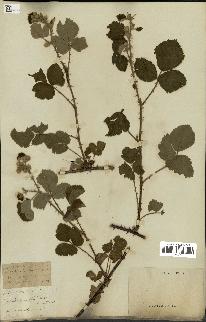 spécimen de Rubus vestitus