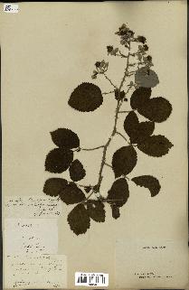 spécimen de Rubus vestitus