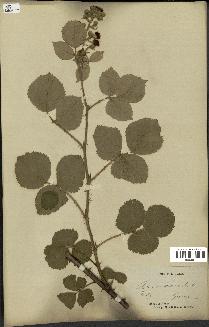 spécimen de Rubus vestitus